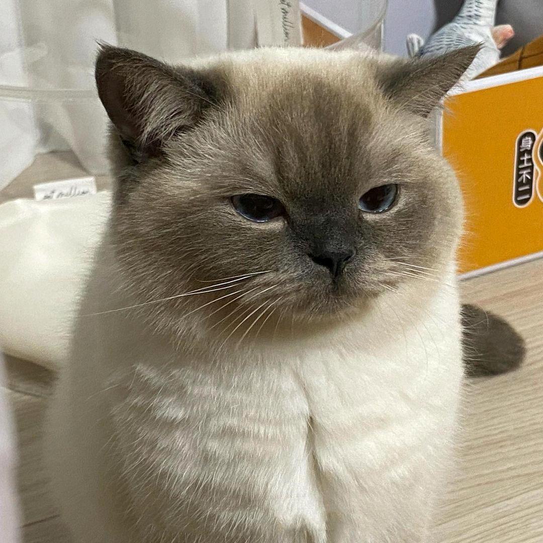 摸鱼鱼