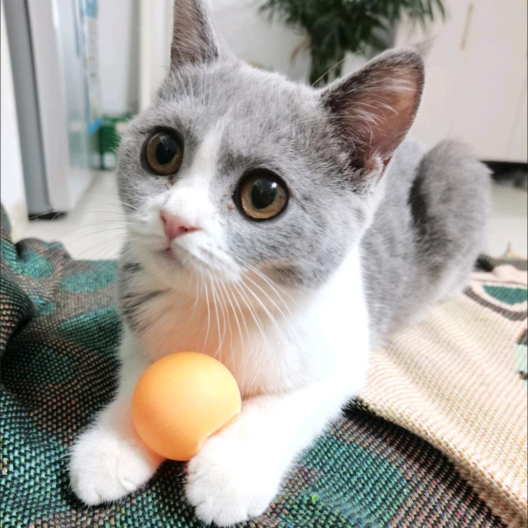 啦啦