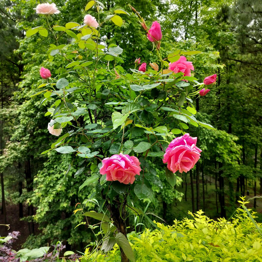 ꧔ꦿ᭄葑訫鎖嗳꧔ꦿ᭄（走心文案）