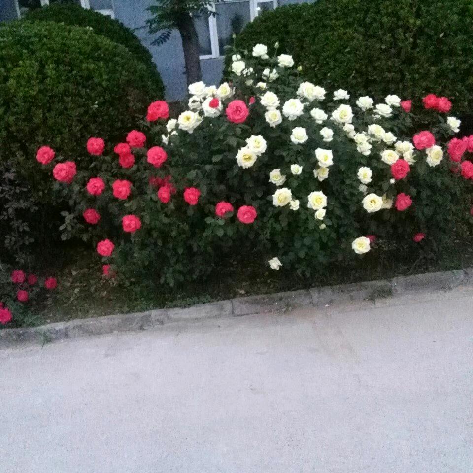 花样年华🌸