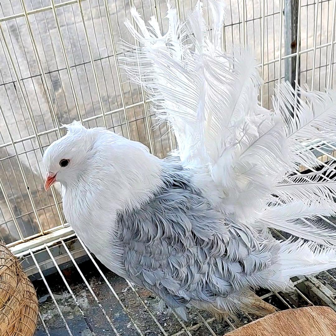 🕊️神奇小鸟🕊️