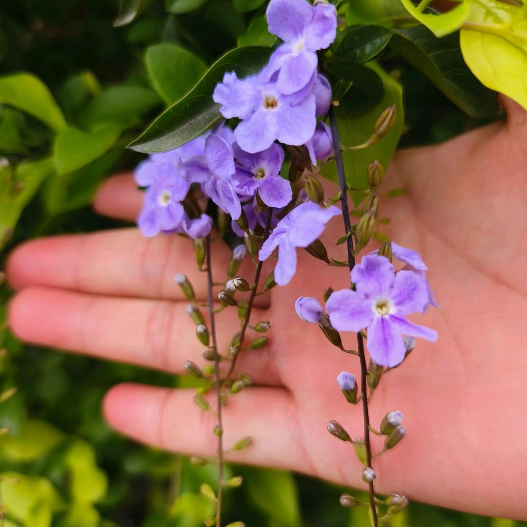 (๑•̀ㅂ•́)و✧小苹果🍎୧(･o･