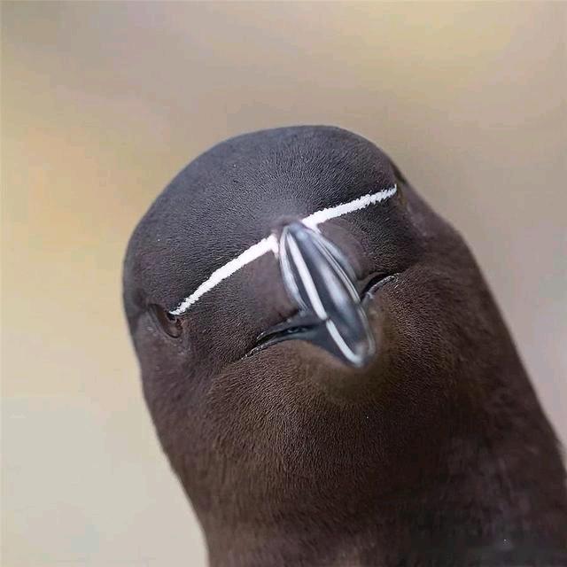 恒远、（魅力霍尔果斯）