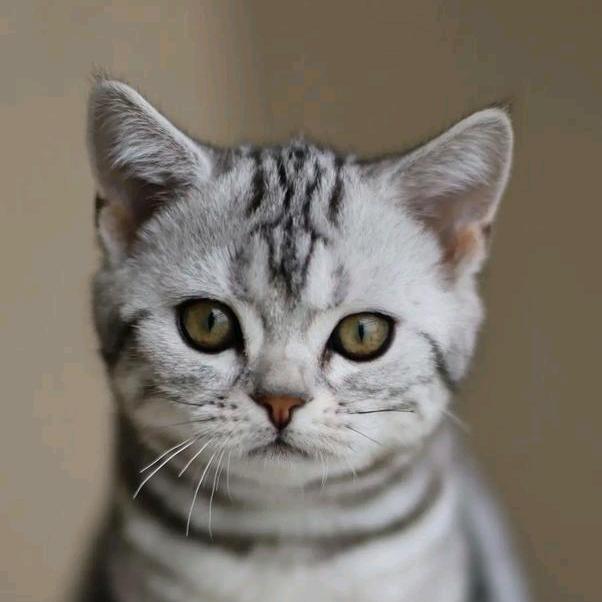 猫咪顶呱呱