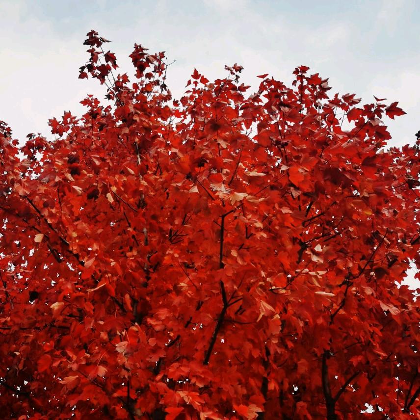 红枫叶