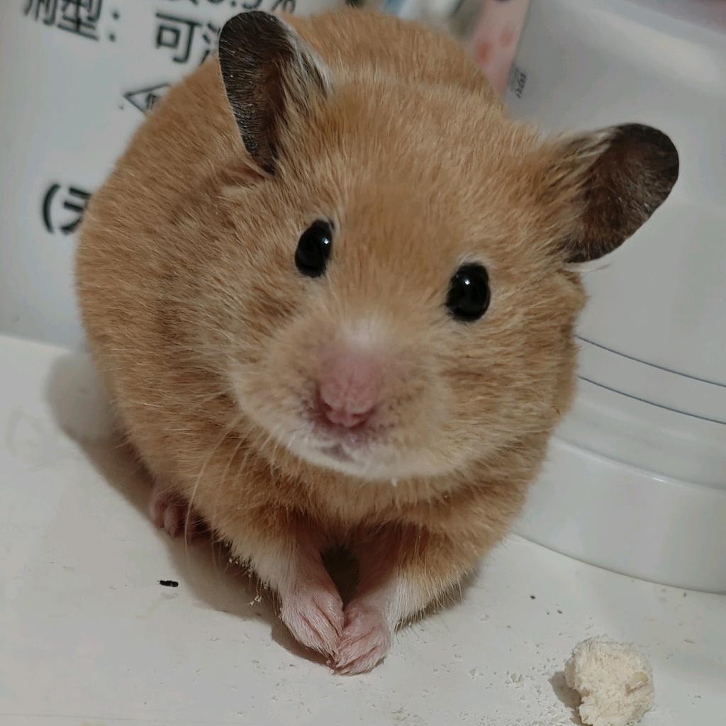 蜡笔小心眼子.