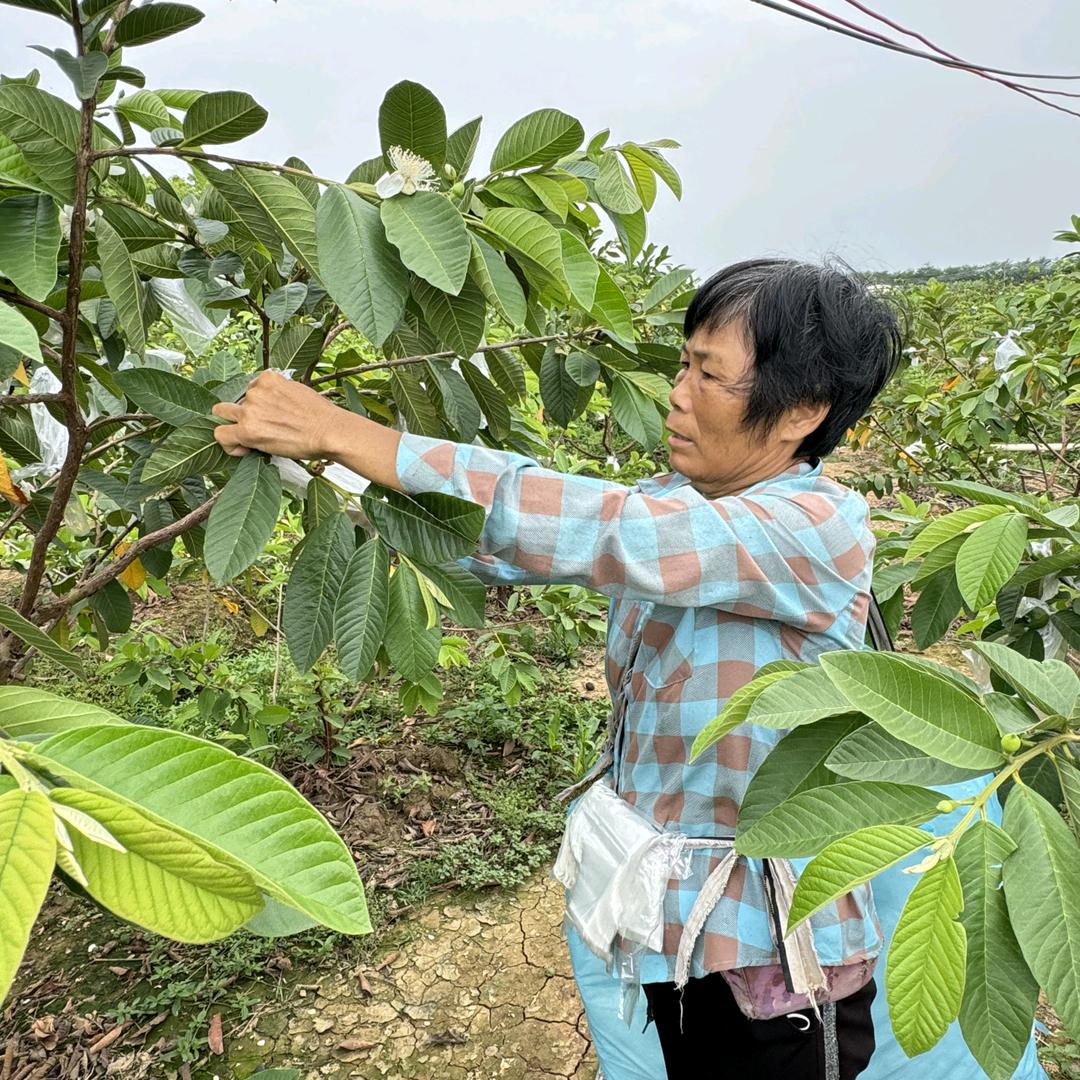 种地人啊珍