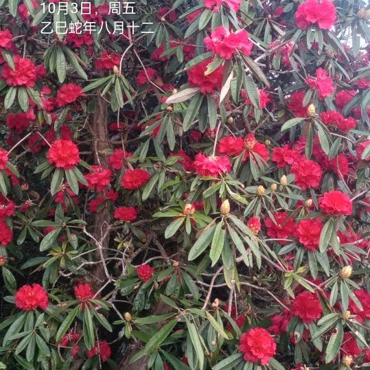 有甜有苦的大马帮