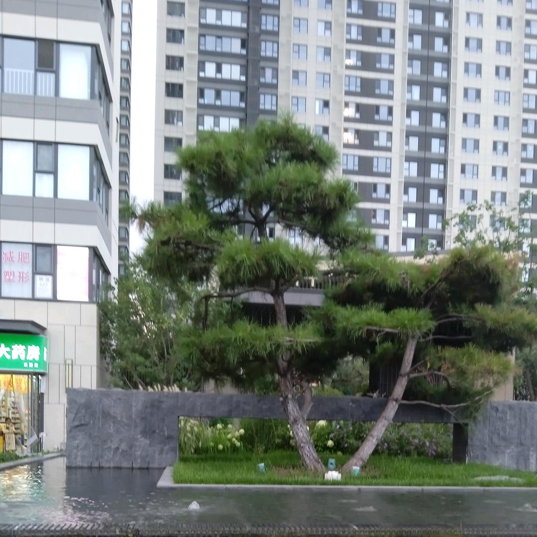 贵萍