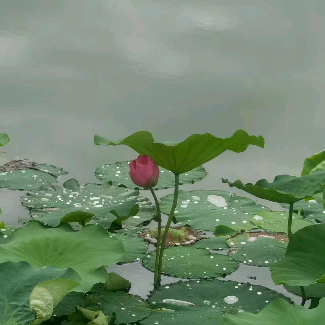 承诺