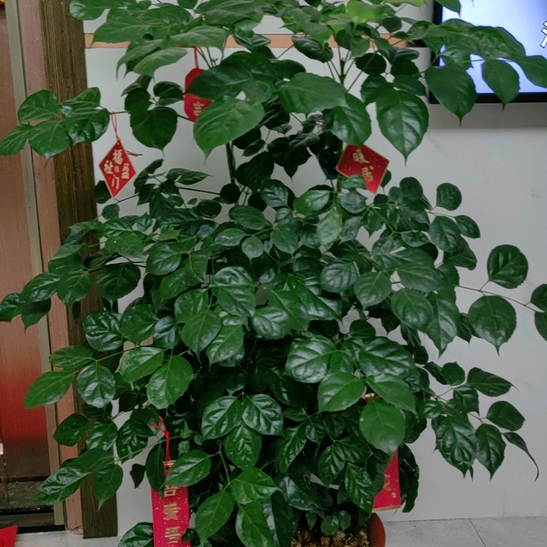 芬