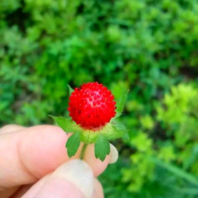 梅子手工⁶¹⁰（定制成品）