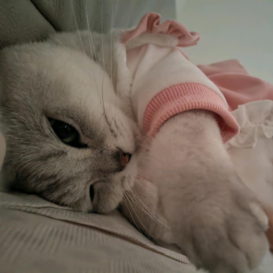 悟空宝宝