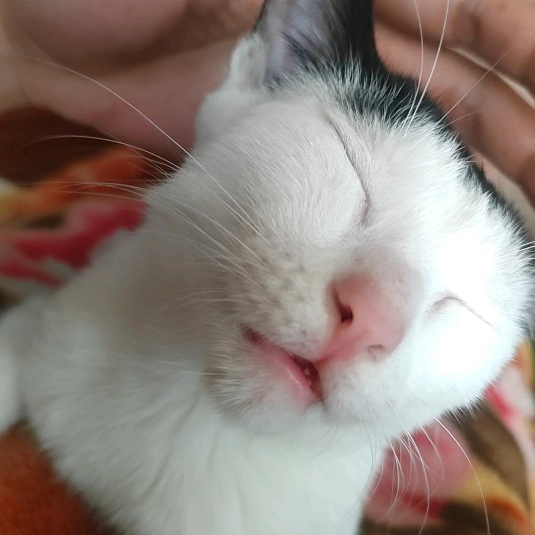 娃了个哈哈