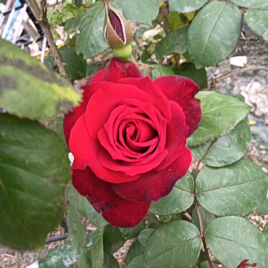 ，风一样的男人