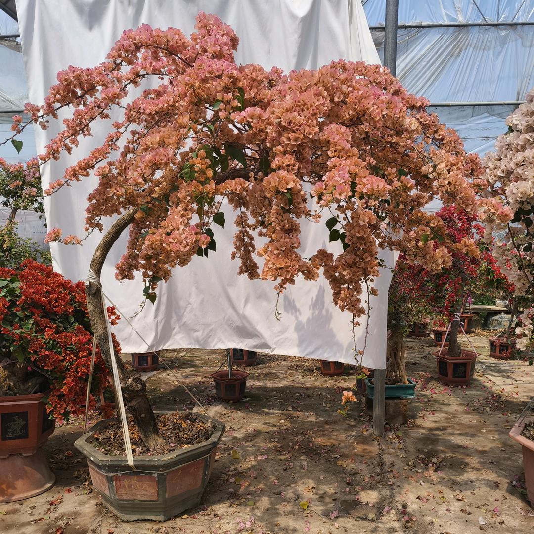 阿友三角梅盆景基地