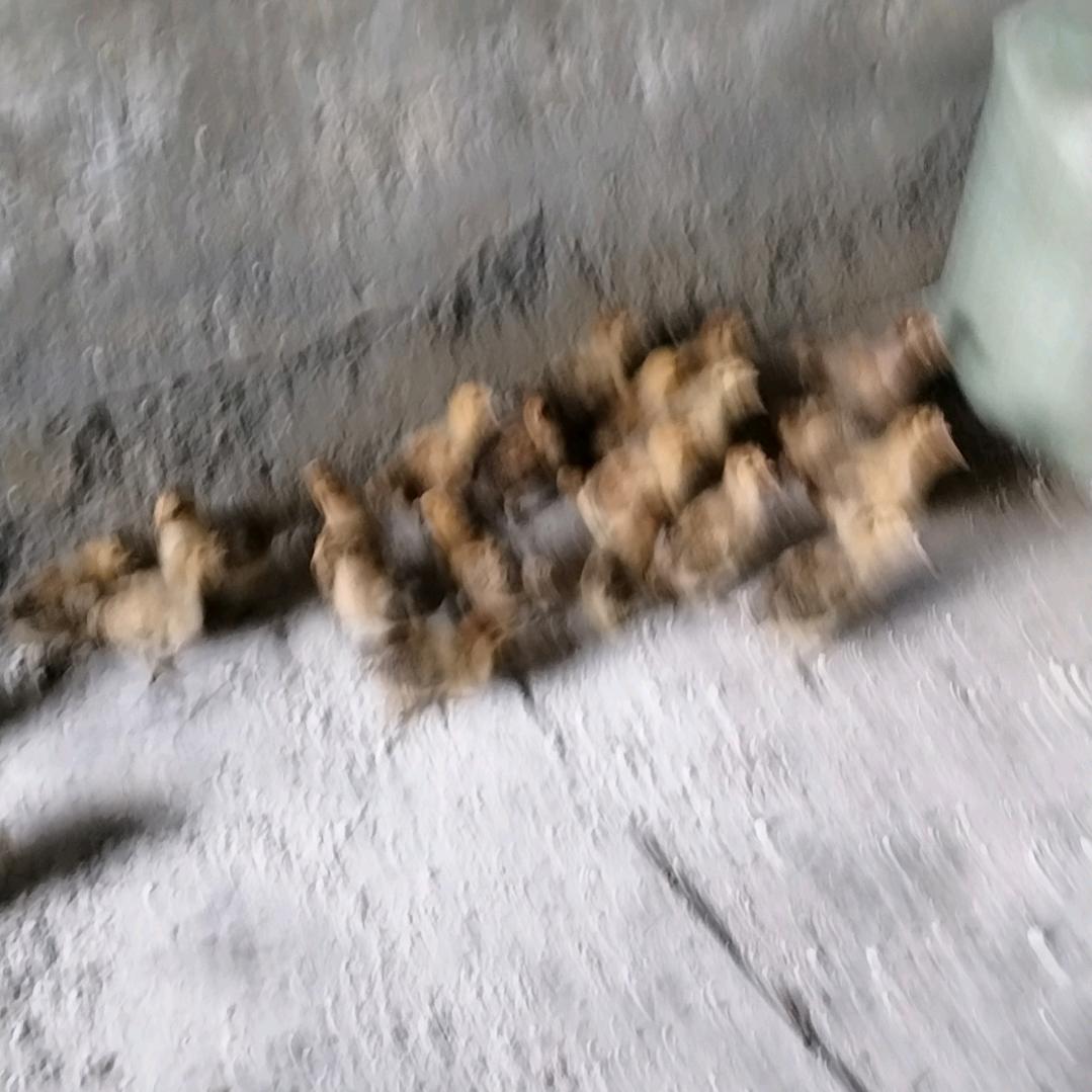 万福街潘凤祥
