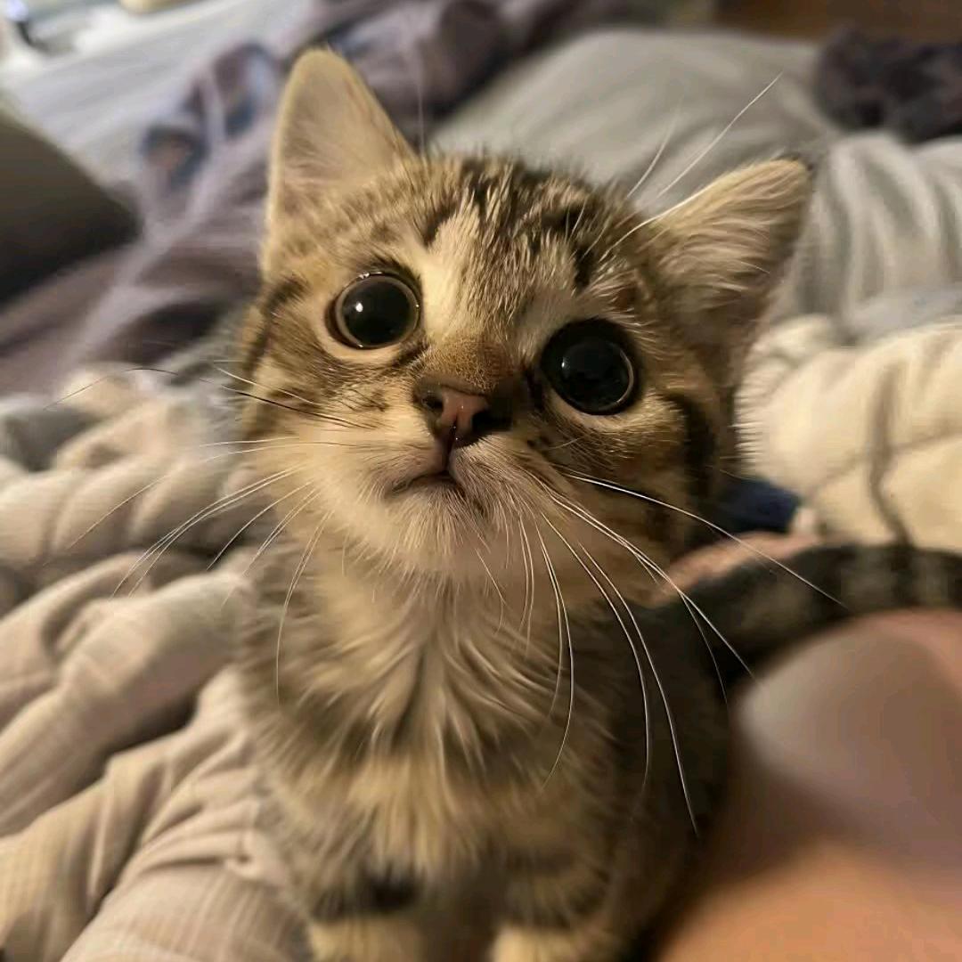 站在星星看月亮