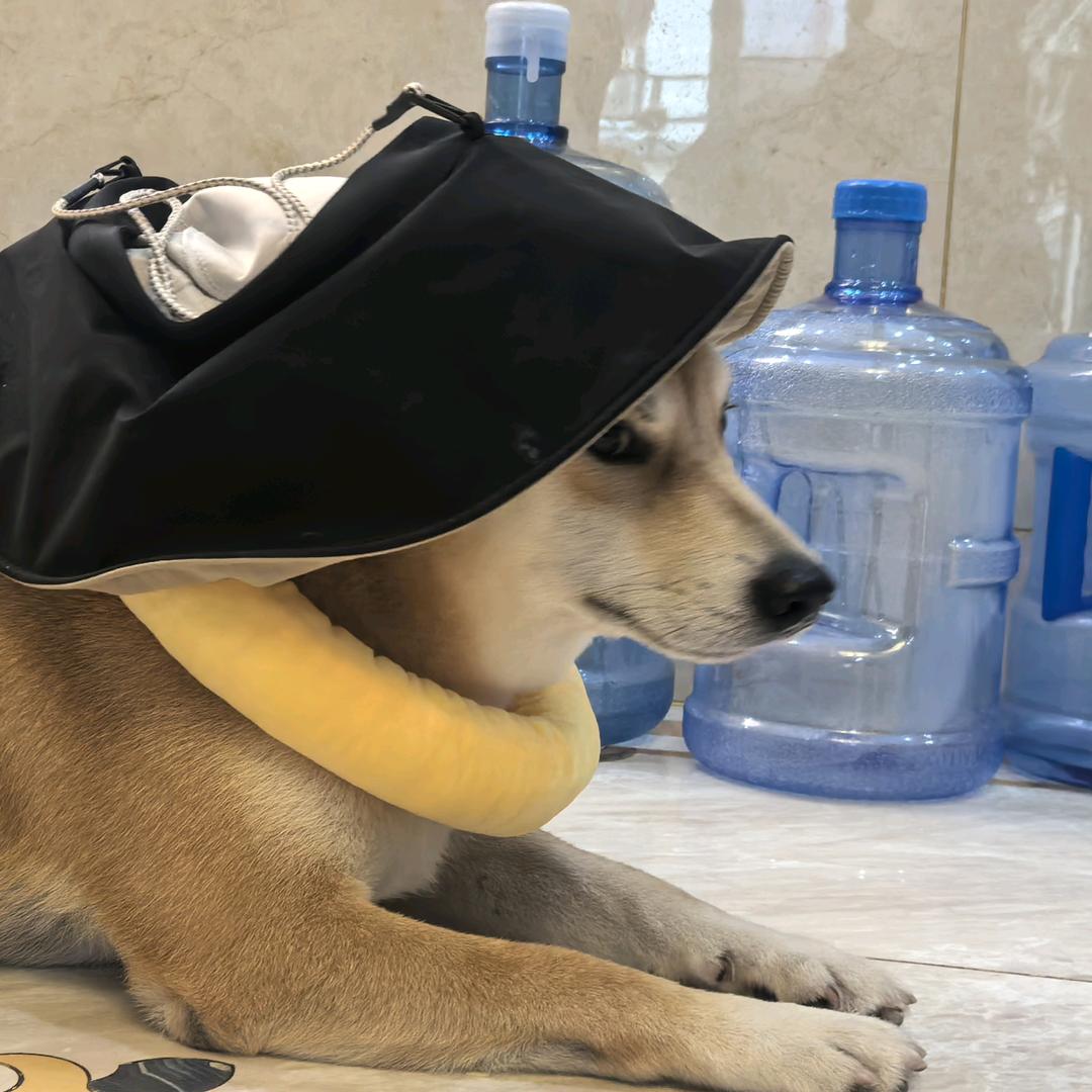 蔓草美人