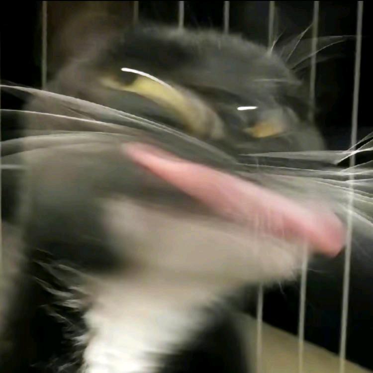 L`