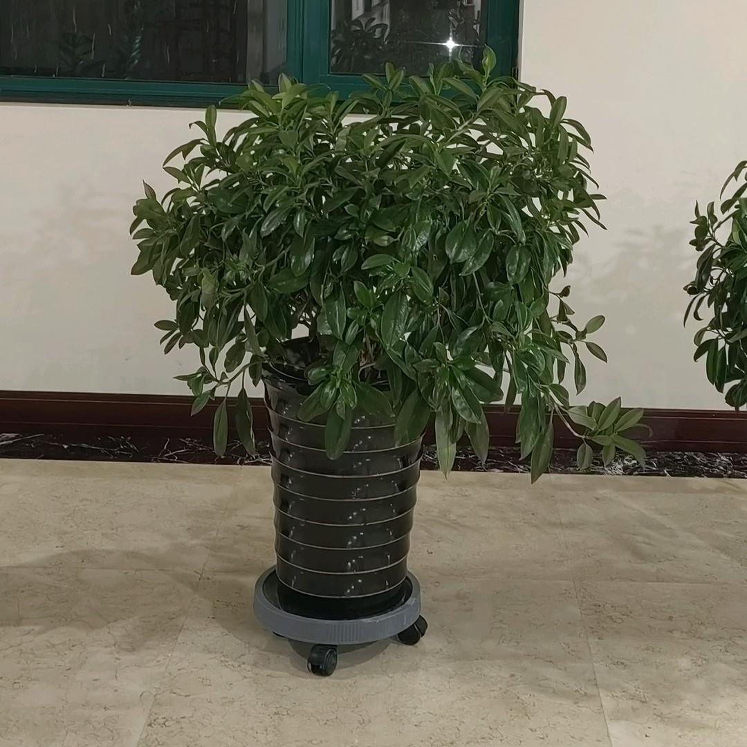 曾曾姐