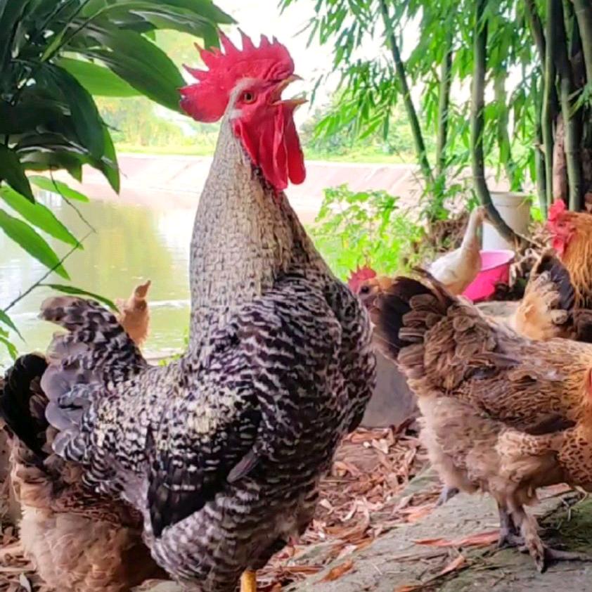 爆笑大公鸡🐓