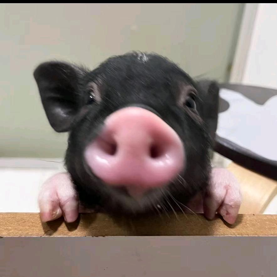 康元生态农场--小呆呆