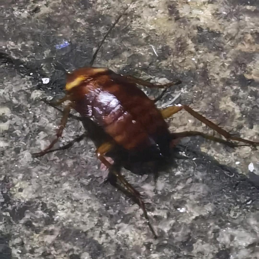 她究竟有几个好哥哥