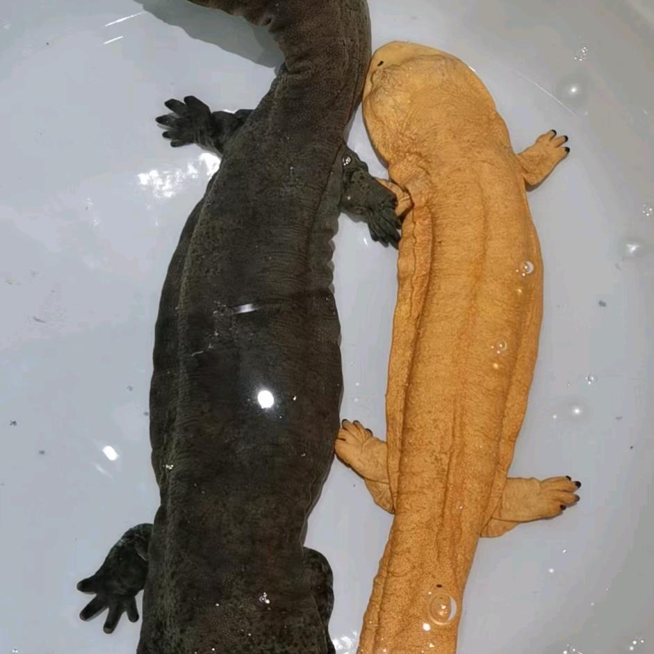 渔鲵🈶缘《兴农》