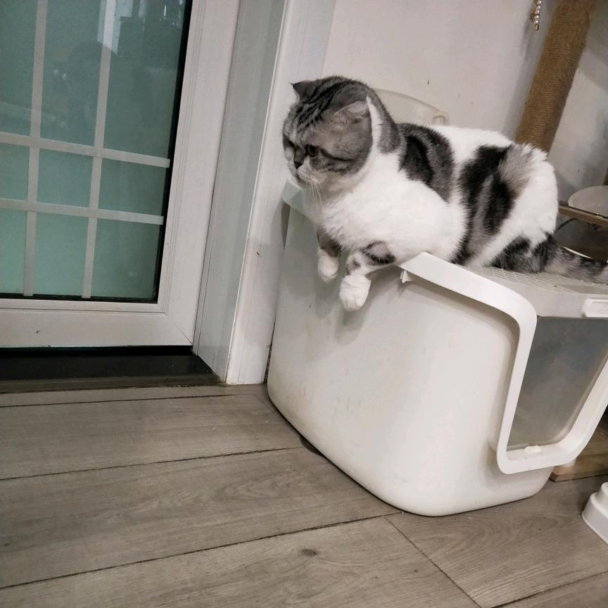 沉默等待📚🙇