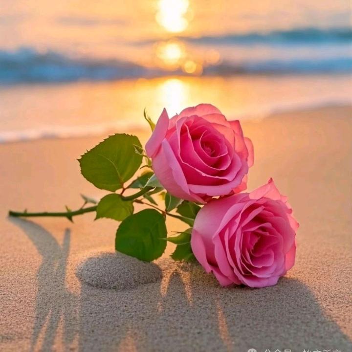 安静🌹