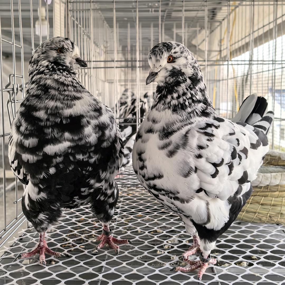 菜鸟观赏鸽苑圆环部（鸽子公母检测）