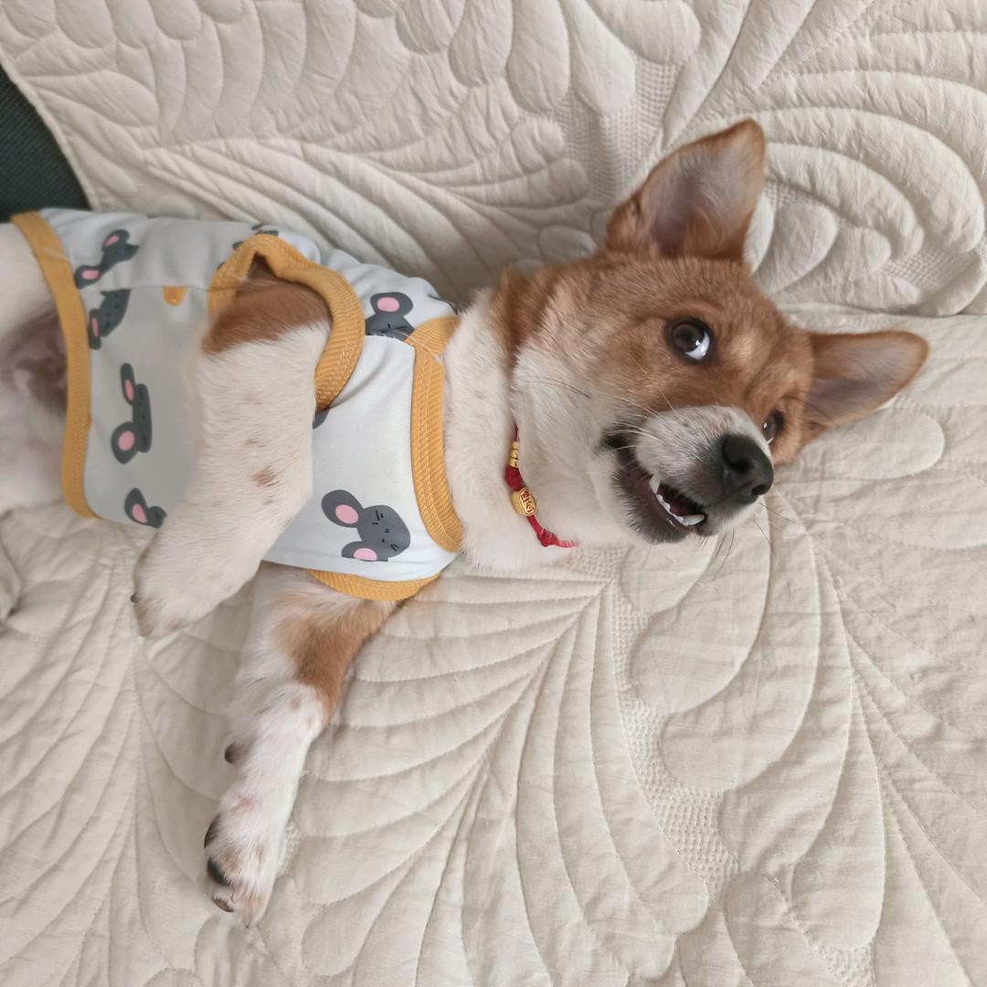 钱多多汪🐶