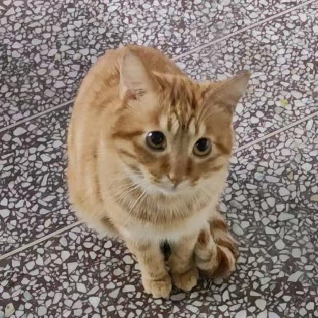 相司（找文版）