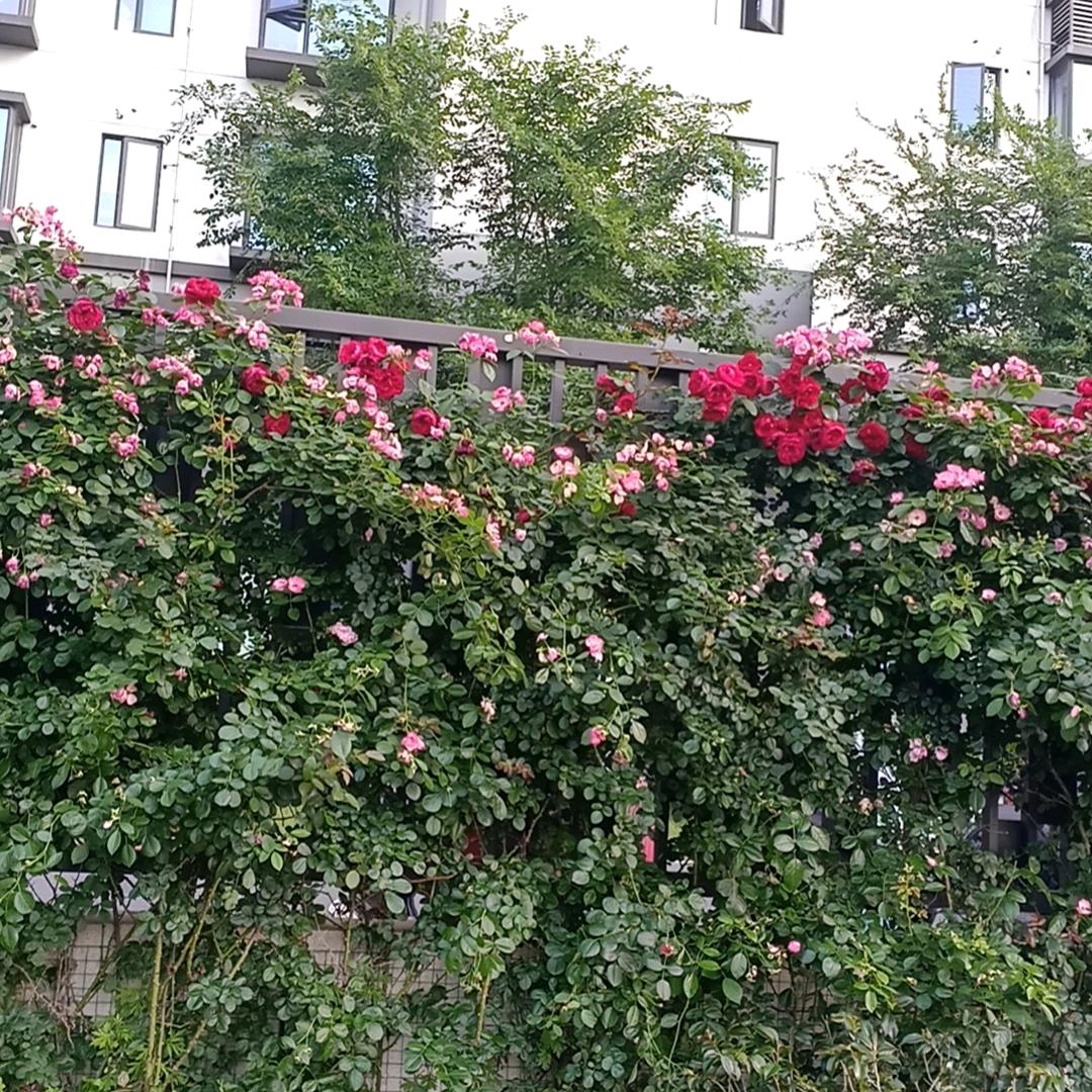 💁气质👏如兰💅