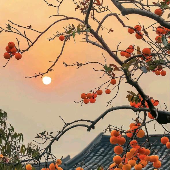 七   月