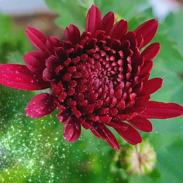 九月菊
