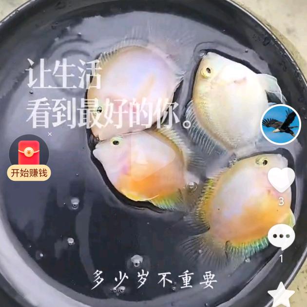 乾亿观赏鱼