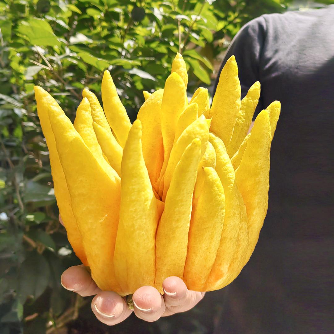 一亩鲜生佛手基地