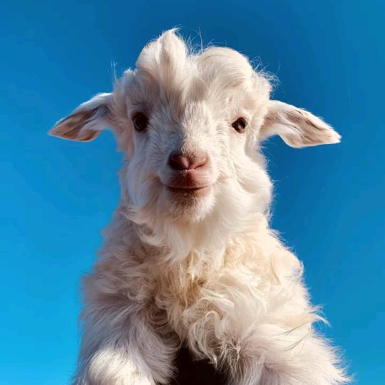 狼了个羊🐏
