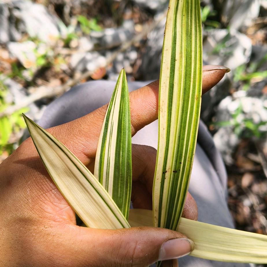 ღ三哥╭☞花卉