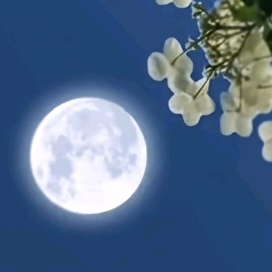 皊皊