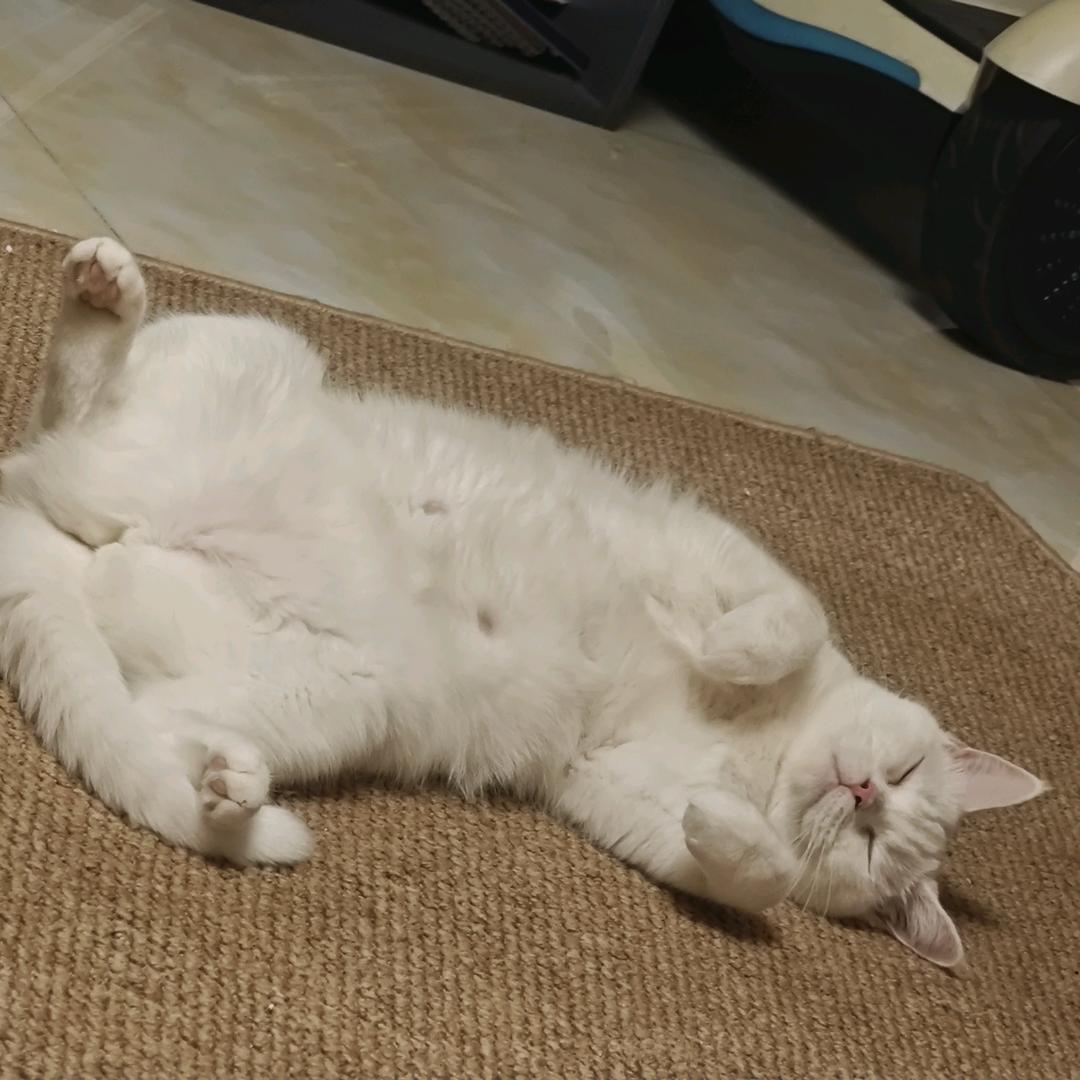 烧猫喵不动