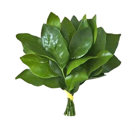 成晓梦