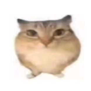 嘁菇