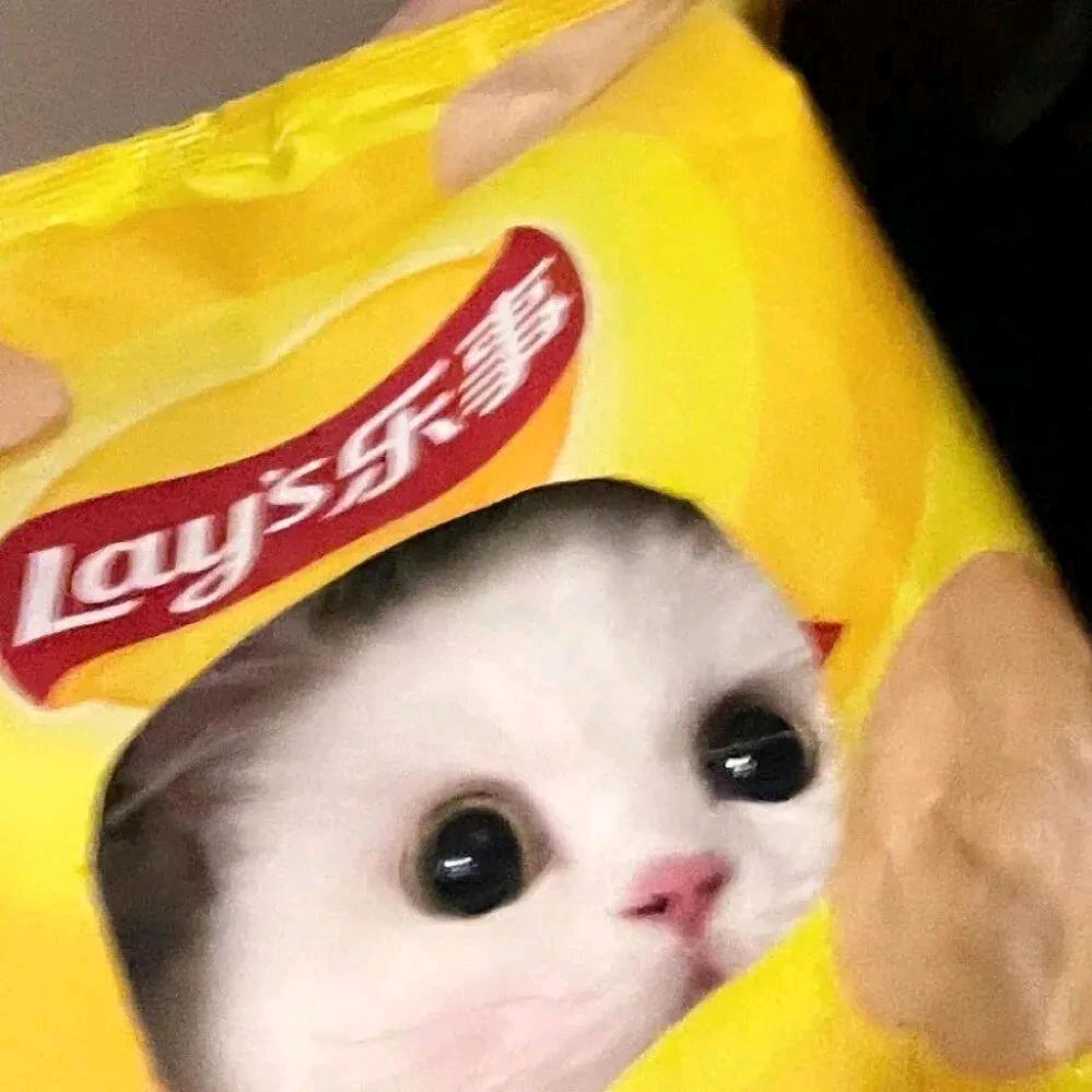 流ᩚ浪猫୭