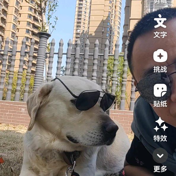 六颗糖（拉布拉多犬来福）