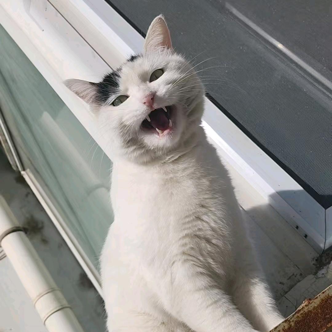 steanf