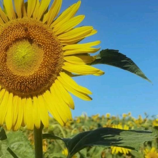 花开花 落