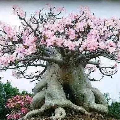 菠萝蜜